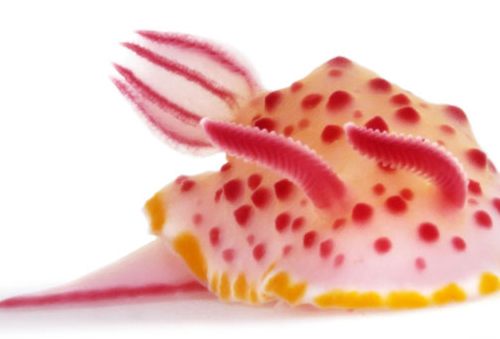 Screen shot 2011-01-22 at 9.08.23 PM