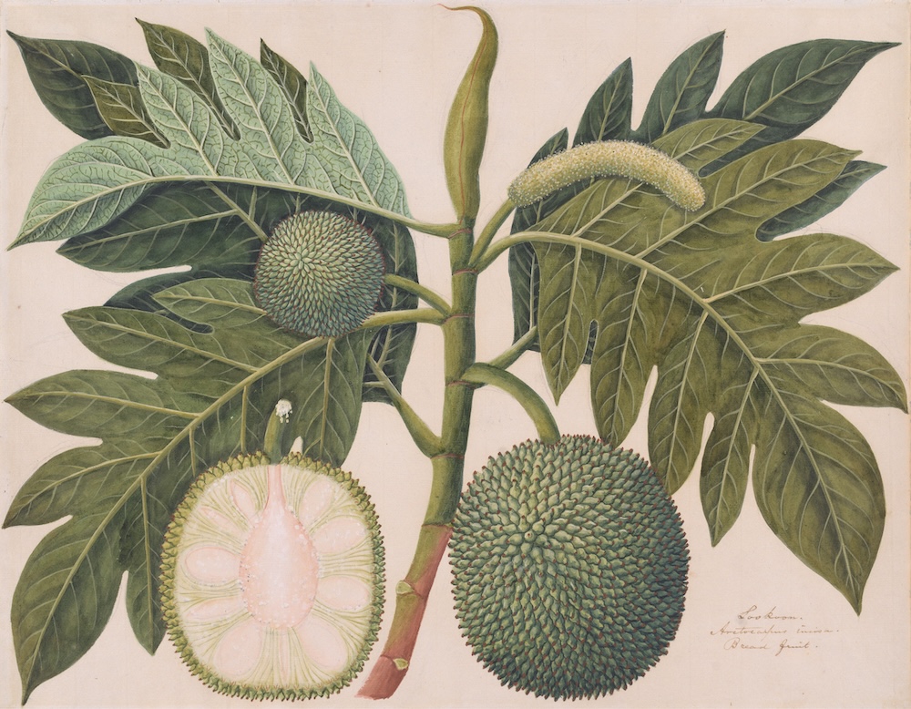 Artist once known, Breadnet (Artocarpus camansi, Yale Center for British Art, Paul Mellon Fund via Quintessence
