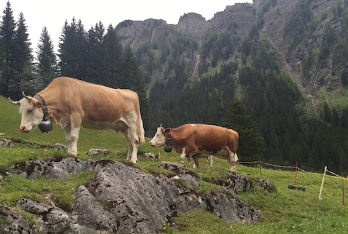 Michelle Nussbaumer's Gstaad