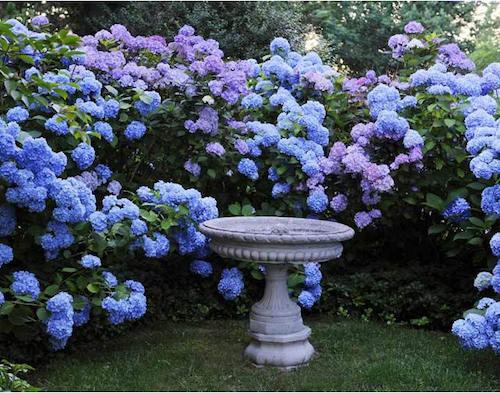 In the Garden by Stacy Bass
